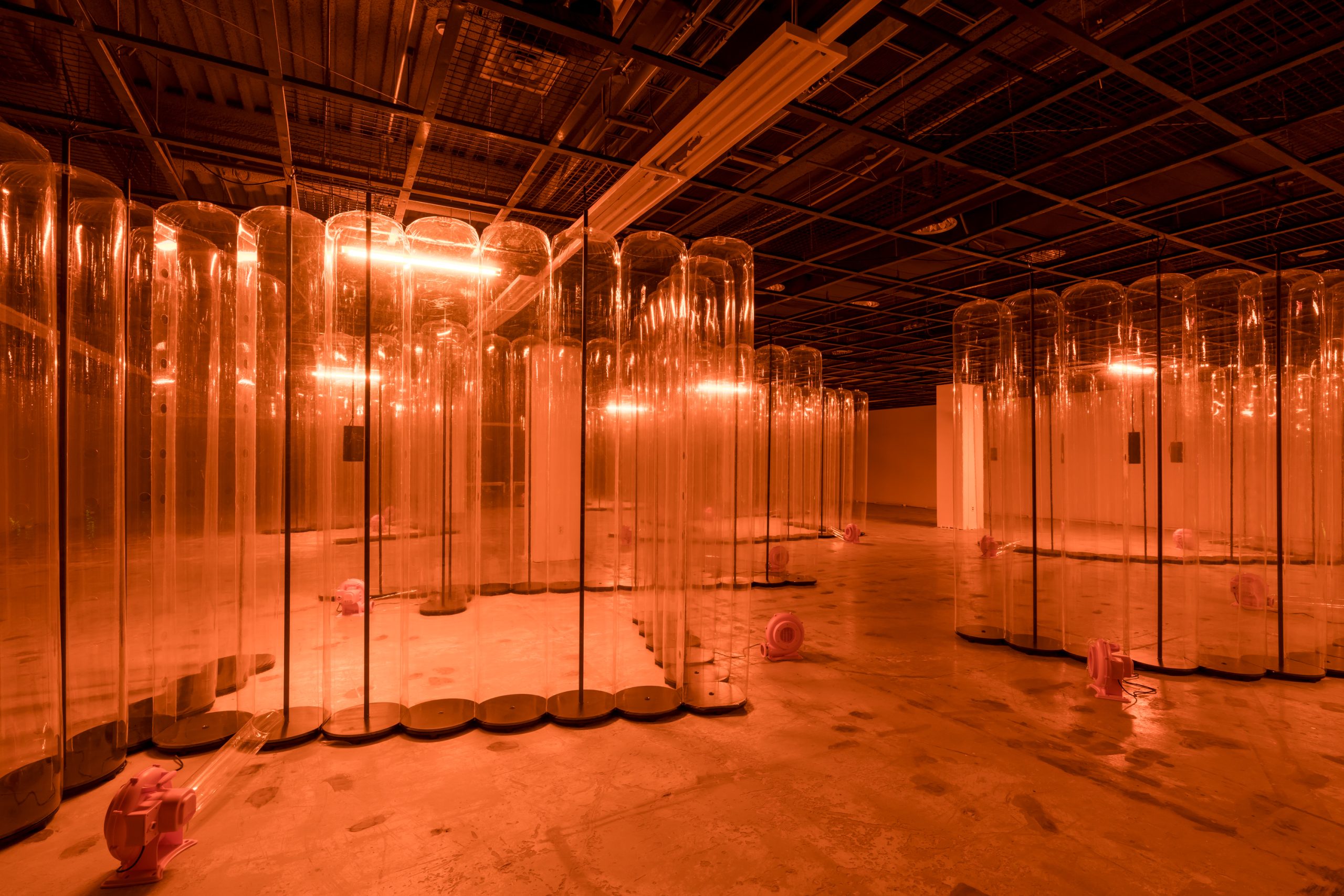 Curving transparent inflated walls in Jacqueline Kiyomi Gork's installation