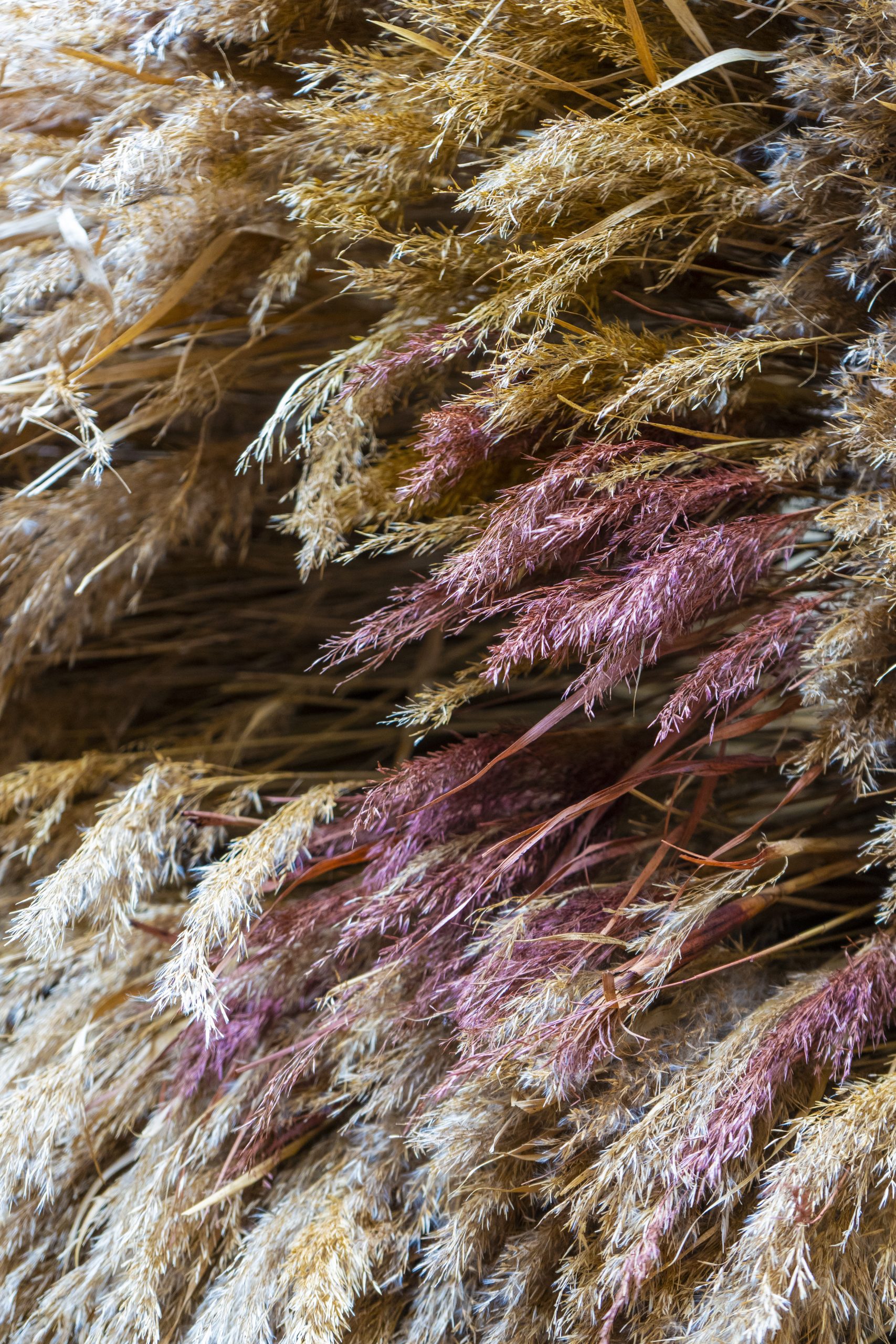 Close view of naturally coloured reed sheaves