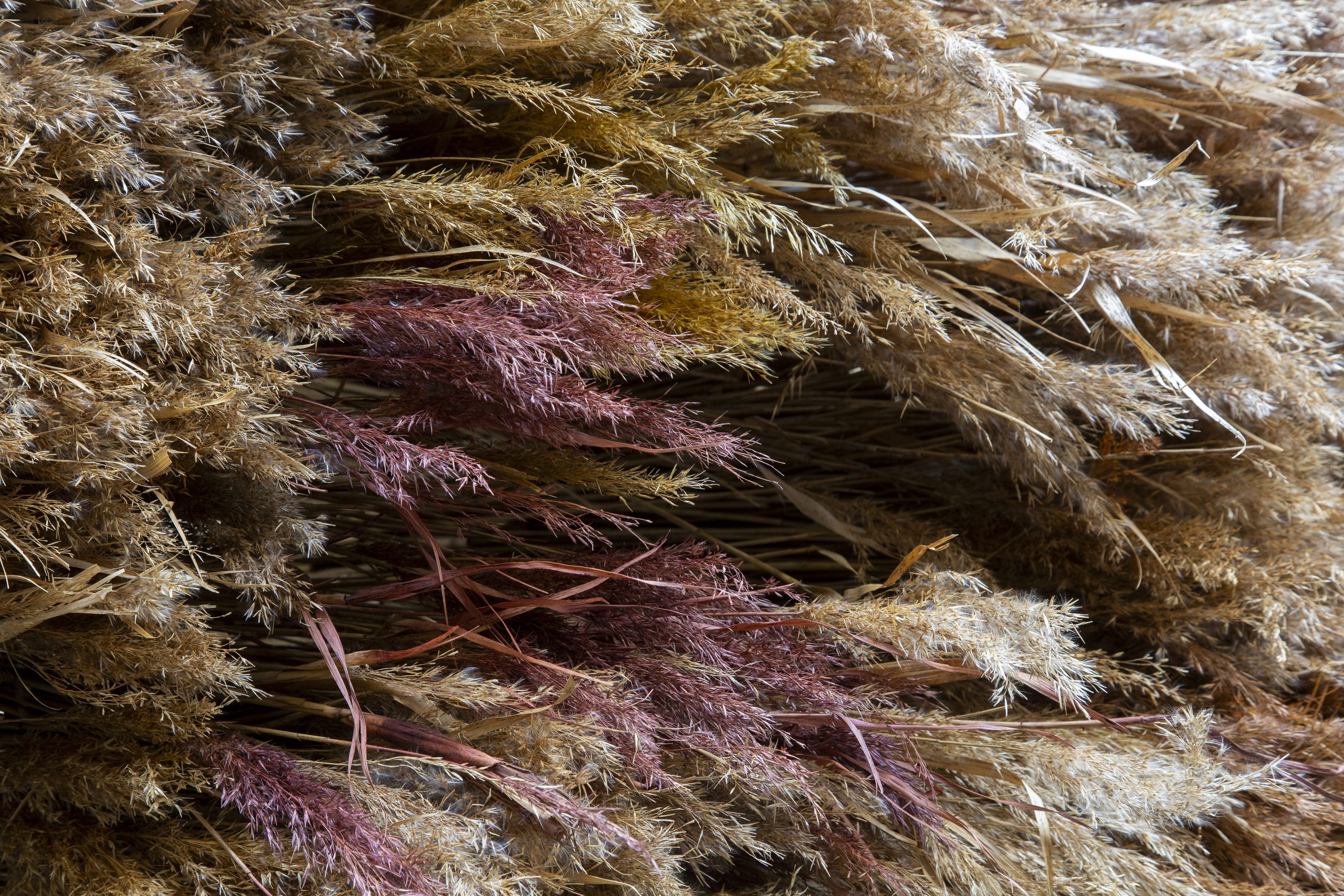 Textures and natural colours of the reed wall