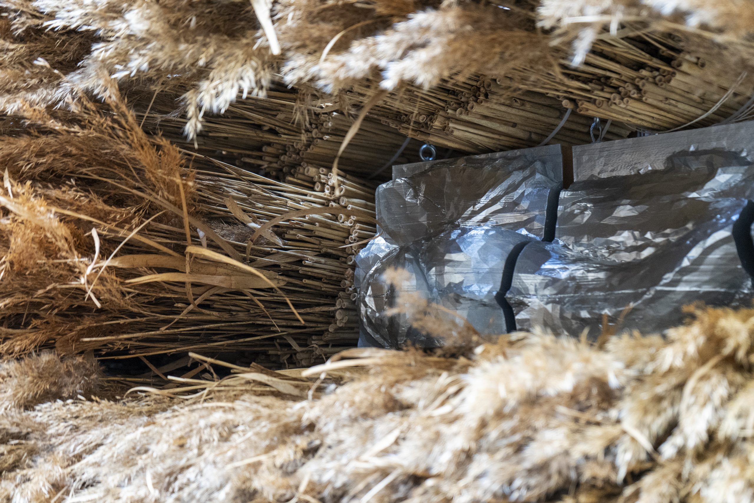 Close view through an opening surrounded by reed