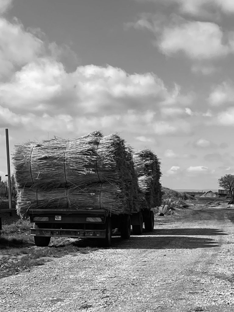 Reed bundles transported on a trailer