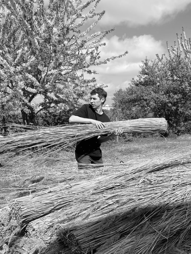 Preparing and moving a bundle of reed