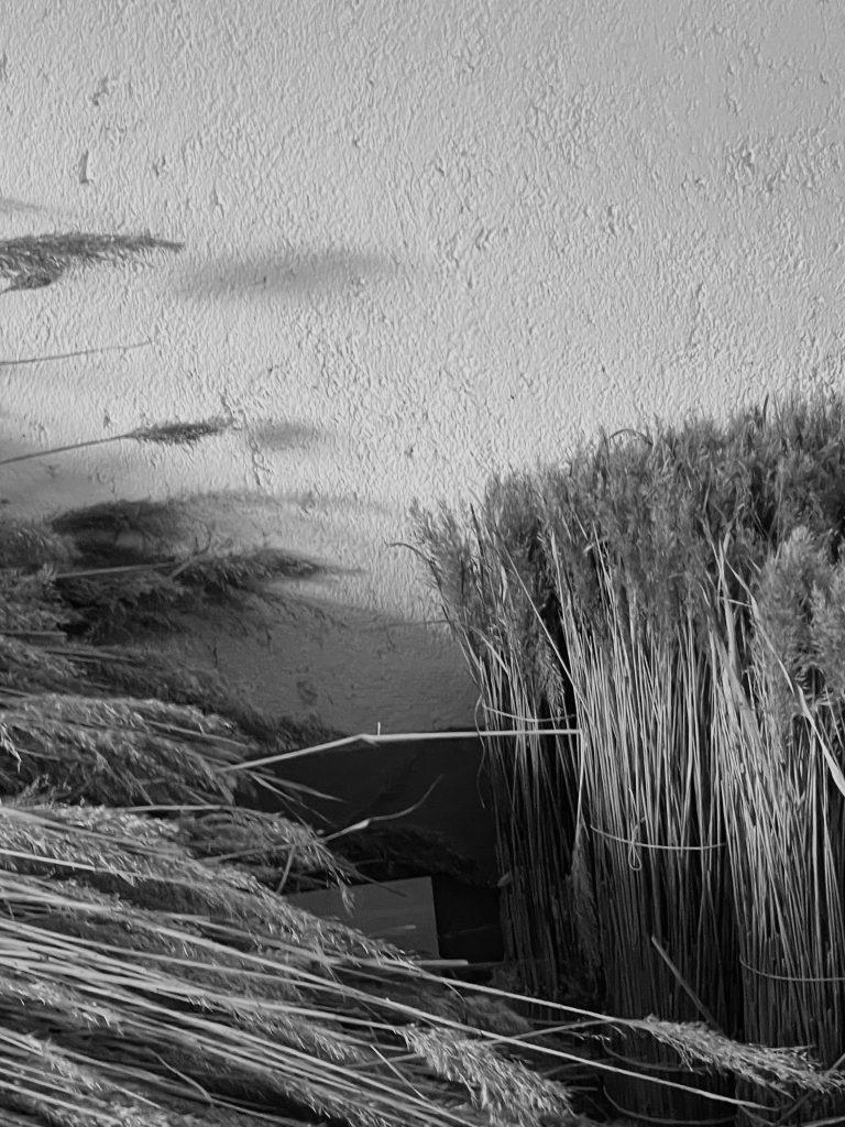 Reed arranged during preparation