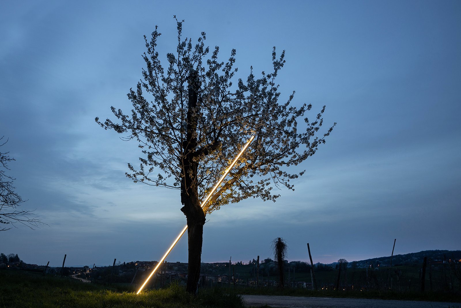 Illuminated tree in Emilio Ferro’s Miracle