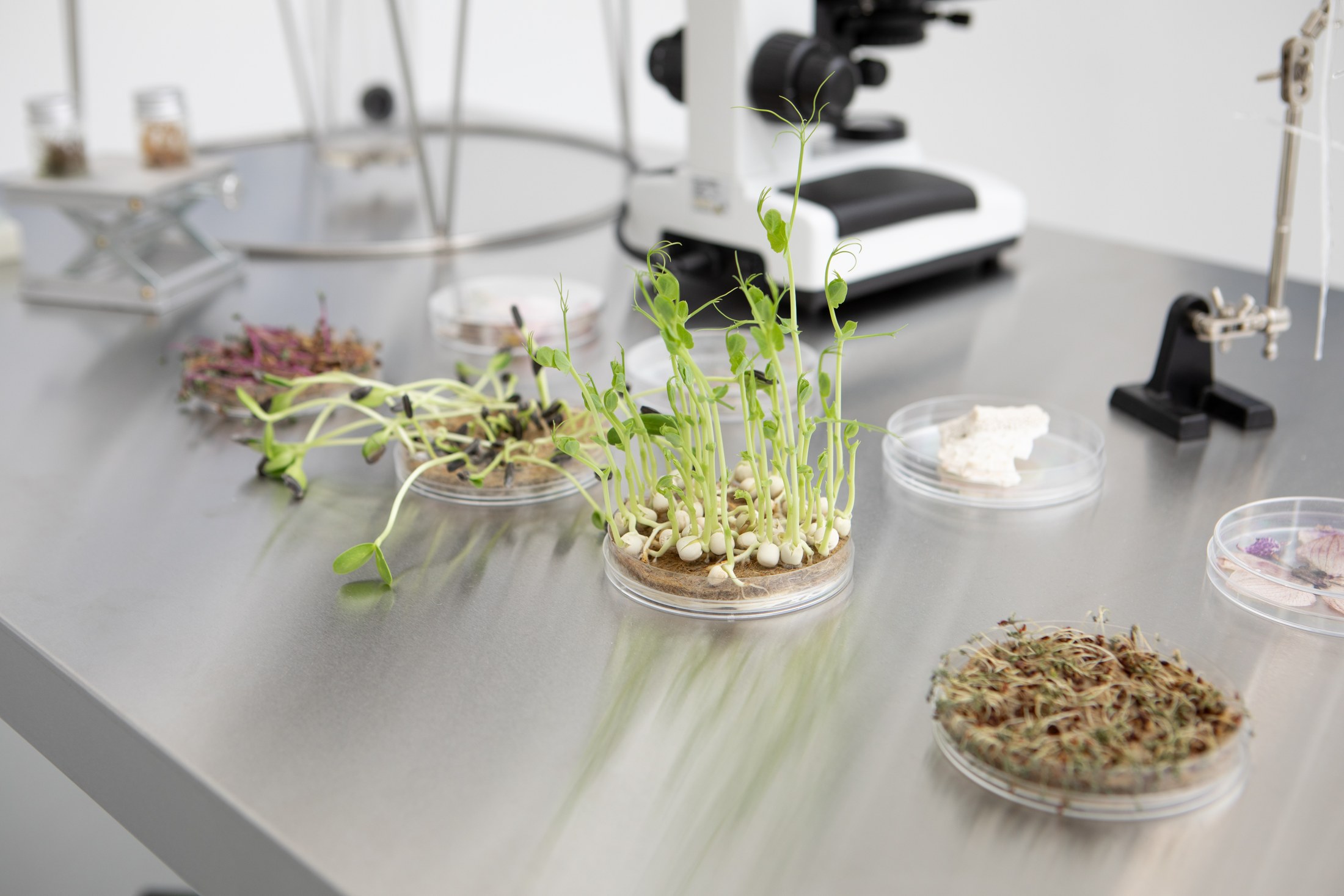 Sprouting plants in dishes on the laboratory table