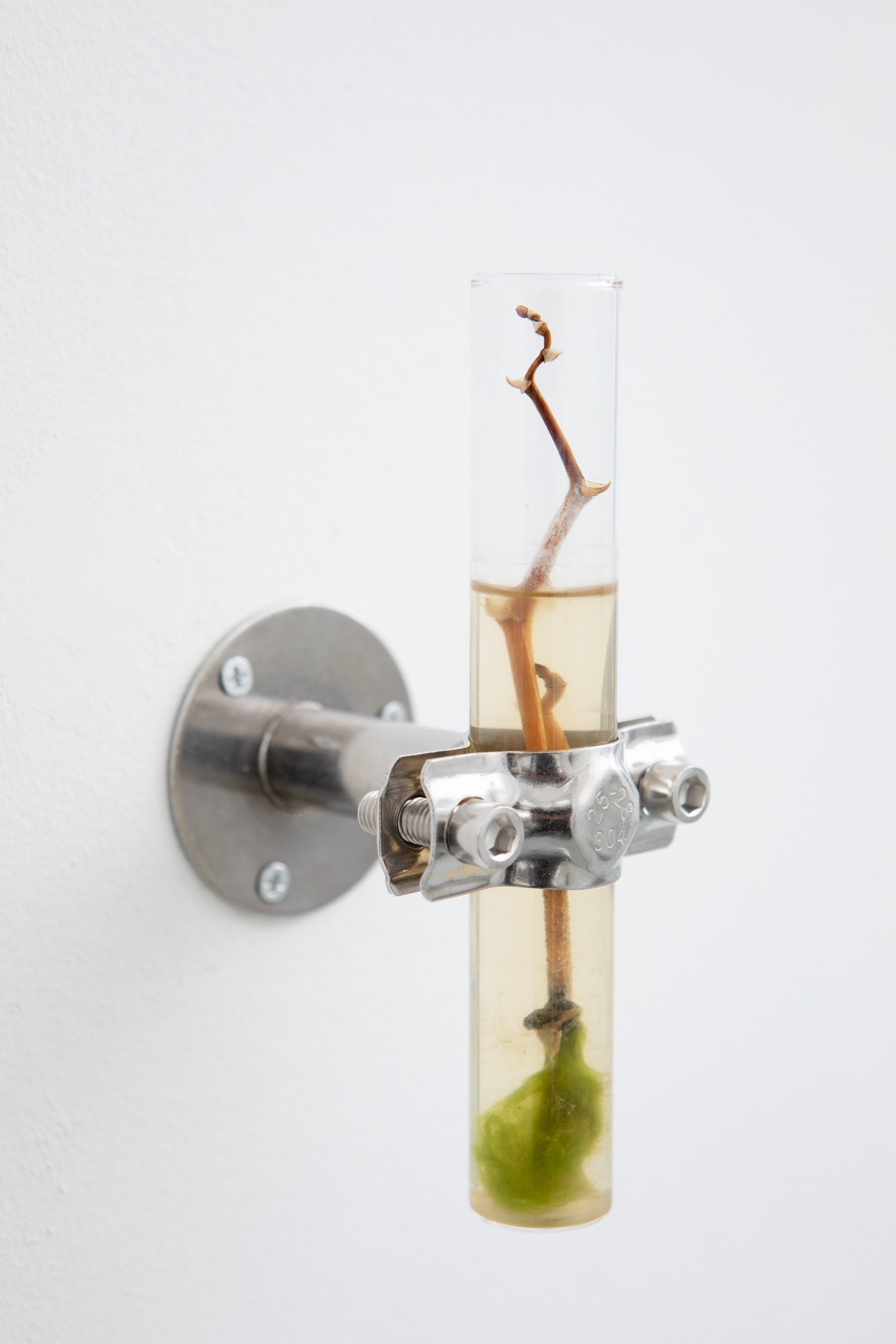 Plant stem in a small wall-mounted vessel