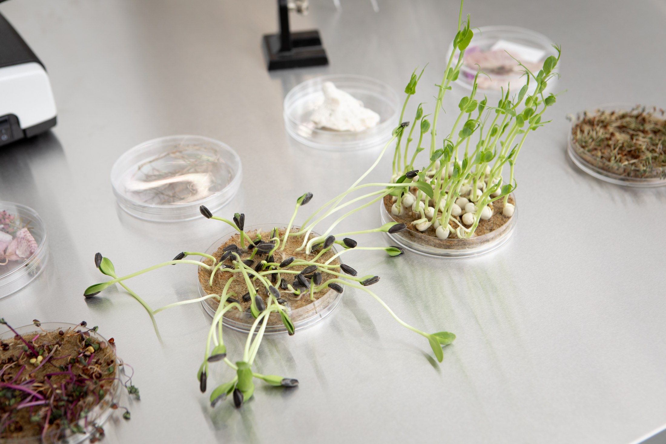 Seedlings and dishes displayed on a metal table