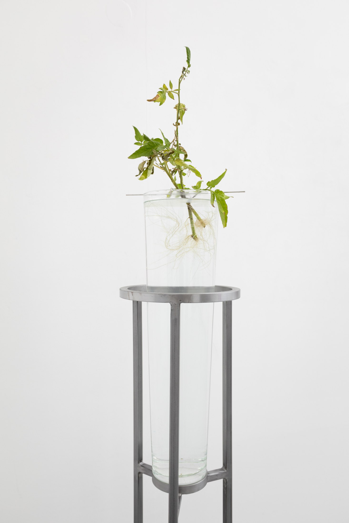Plant displayed in a glass vessel on a metal stand
