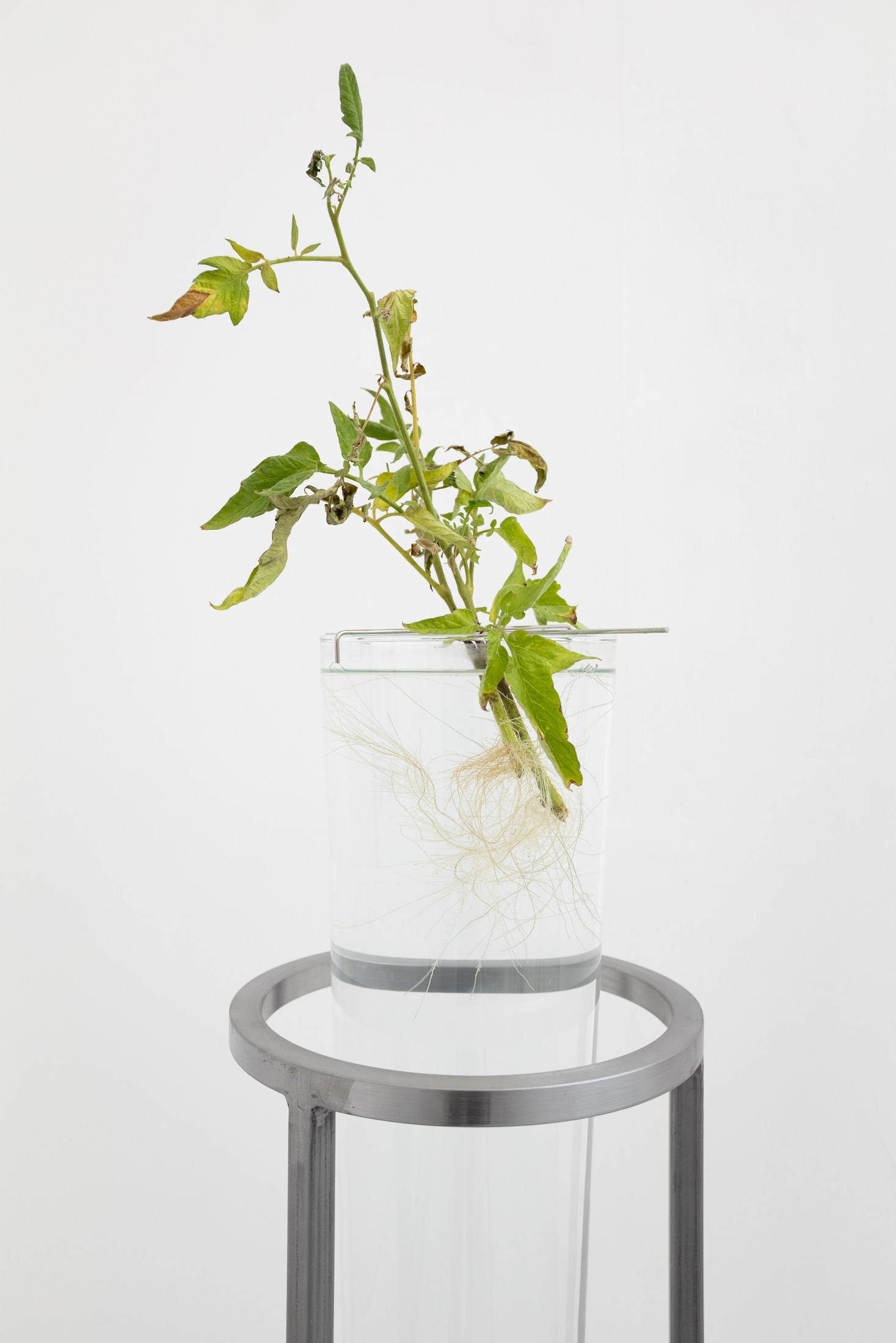 Close view of plant and transparent vessel