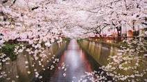 桜.jpg