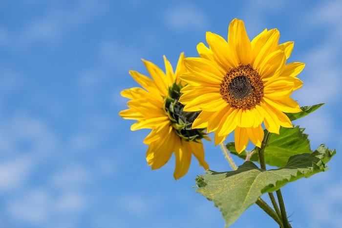 7月23日は「最高気温記念日」！暑い日はひんやりハイボールはいかが？