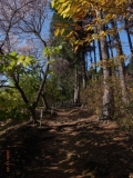 秋の山道（埼玉県・宝登山）