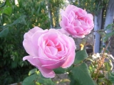 スペイン・アルハンブラ宮殿の薔薇