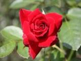 「レッドローズ」の画像（1枚目）