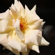 「ホワイトローズ」【ＮＯ-ＭＵ-ＢＡ-ＲＡ】ブログ無しでも素敵バラ画像投稿でTSUYABARA体験の投稿画像