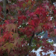 「霧島路の紅葉★」秋を感じたエピソード＆秋フォト大募集　～みなさんが見つけた秋、教えてください！～の投稿画像