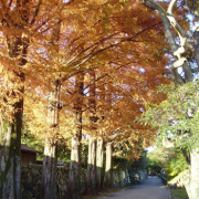 「青い秋の路」秋を感じたエピソード＆秋フォト大募集　～みなさんが見つけた秋、教えてください！～の投稿画像