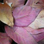 「秋さくら」秋を感じたエピソード＆秋フォト大募集　～みなさんが見つけた秋、教えてください！～の投稿画像