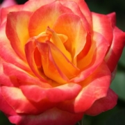 「大好きなバラ」【ＮＯ-ＭＵ-ＢＡ-ＲＡ】ブログ無しでも素敵バラ画像投稿でTSUYABARA体験の投稿画像