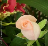 「まさしくワタシの中の　TSU-YA-BA-RAのイメージ♪」の画像（1枚目）