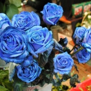 「あり得ないもの」【ＮＯ-ＭＵ-ＢＡ-ＲＡ】ブログ無しでも素敵バラ画像投稿でTSUYABARA体験の投稿画像