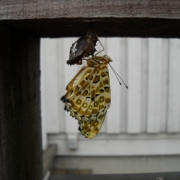 「タテハ蝶の羽化」1年の締めくくりに自慢大会を開催の投稿画像