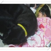 「夢の大型犬室内飼い♪　娘と愛犬の仲むつまじさが自慢です☆」1年の締めくくりに自慢大会を開催の投稿画像