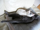 「猫のトイレ」の画像