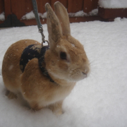 「これが本当の雪ウサギ！？」【大好評フォトコンテスト第２弾!!】 冬を感じたエピソード＆フォト大募集☆の投稿画像