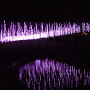 「藤のイルミネーション」【大好評フォトコンテスト第２弾!!】 冬を感じたエピソード＆フォト大募集☆の投稿画像