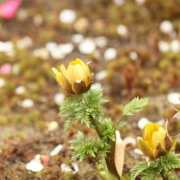 「春近し！」【大好評フォトコンテスト第２弾!!】 冬を感じたエピソード＆フォト大募集☆の投稿画像