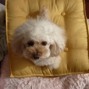 「ワタシの宝物♪」コラーゲンドリンク「ブランズ・チキンエッセンス」体験モニター募集（第三回）の投稿画像