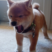 「うちの愛犬まろんちゃん～♪」コラーゲンドリンク「ブランズ・チキンエッセンス」体験モニター募集（第三回）の投稿画像