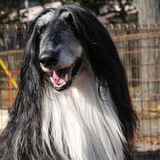 「サラサラヘアが自慢なの♪」我が家のペット画像大募集！上位3名盛田屋オリジナル「ペットシャンプー」プレゼントの投稿画像