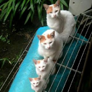 「一家勢揃い」我が家のペット画像大募集！上位3名盛田屋オリジナル「ペットシャンプー」プレゼントの投稿画像