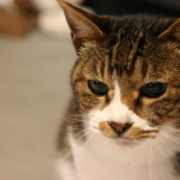 「２３年生きてる御長寿ねこ★」我が家のペット画像大募集！上位3名盛田屋オリジナル「ペットシャンプー」プレゼントの投稿画像