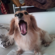 「うちの”てん”です」我が家のペット画像大募集！上位3名盛田屋オリジナル「ペットシャンプー」プレゼントの投稿画像