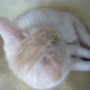 「ぁたちぃ（マロン）～の頭でしゅ」我が家のペット画像大募集！上位3名盛田屋オリジナル「ペットシャンプー」プレゼントの投稿画像