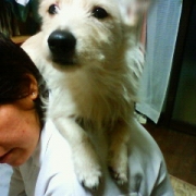 「肩のり犬」我が家のペット画像大募集！上位3名盛田屋オリジナル「ペットシャンプー」プレゼントの投稿画像