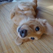 「ごろん」我が家のペット画像大募集！上位3名盛田屋オリジナル「ペットシャンプー」プレゼントの投稿画像