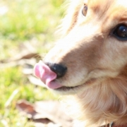 「食いしん坊王子」我が家のペット画像大募集！上位3名盛田屋オリジナル「ペットシャンプー」プレゼントの投稿画像