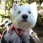 「なんかくれるの？」我が家のペット画像大募集！上位3名盛田屋オリジナル「ペットシャンプー」プレゼントの投稿画像