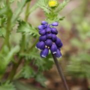 「ムスカリの花」パチリで応募☆「小さい春見ぃつけた！」お花見グッズプレゼント！！の投稿画像
