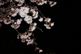 夜桜