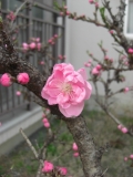 「花！」の画像