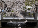 「春色和菓子でお花見に」の画像