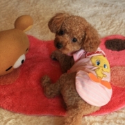 「男の子だけど・・・」【I LOVE Pinkコンテスト！】あなたのピンクアイテムを自慢してください！の投稿画像