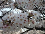 桜アップ