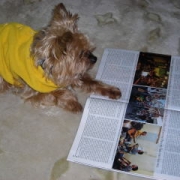 「おじいちゃんワンコ」『わんこ にゃんこ川柳』大募集！最優秀賞者には5000円のギフト券をプレゼント！の投稿画像