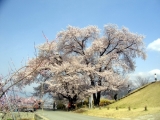 八代ふるさと公園（甲州蚕影桜と盃塚古墳）